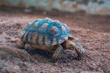 African Spurred Tortoise (Geochelone sulcata)