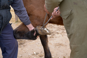 Repairing of horse hoof close up photography