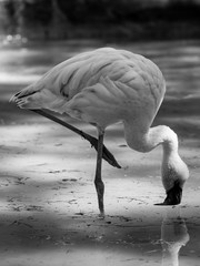 flamingo - black and white animals portraits