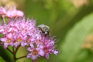 Fly