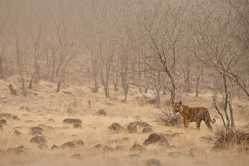 Tiger in the nature habitat. Tiger male standing in the dry forest during big sandstorm. Wildlife scene with danger animal. Sandstorm in India. Dry trees with beautiful indian tiger, Panthera tigris