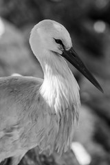 stork -  black and white animals portraits