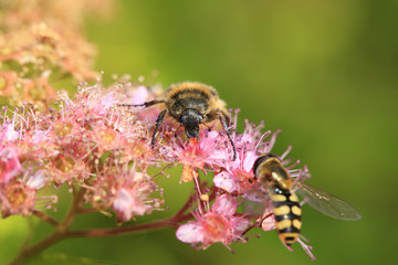 Oxycetonia jucunda