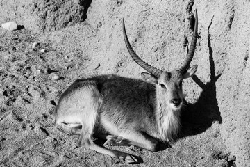 gazelle - black and white animals portraits