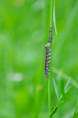 Caterpillar feeding on a leaf in garden and make damage. Caterpillar in the grass