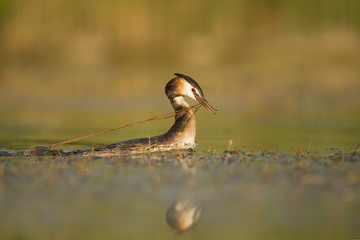 trascinando un'alga. svasso maggiore