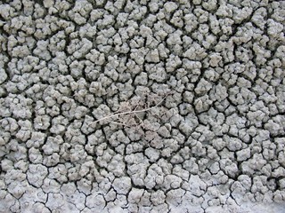 Dried plant branch on a clay background. Painted Hills, Oregon, USA