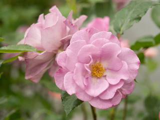 バラ　レスポワール
