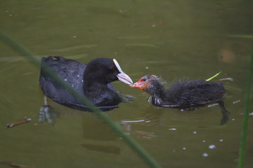 Blässhuhnmutter mit Küken