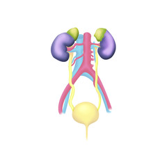 Urinary system, drawing