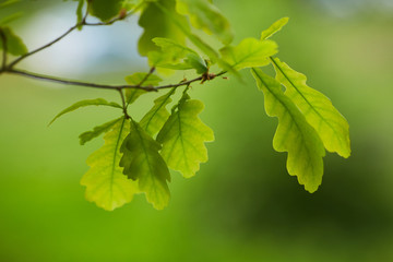 Green oak leaves
