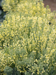 ブロッコリー畑