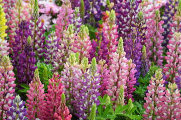Lupinus in the garden after the rain (close up)