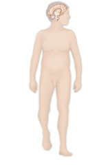 Fototapeta premium Brain, drawing