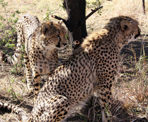 Cheetahs