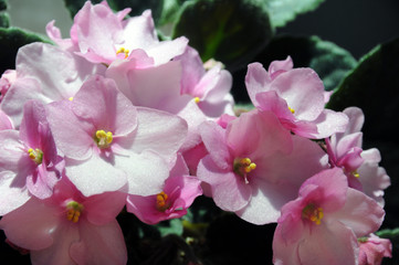 Fototapeta na wymiar Closeup of pink African violets 