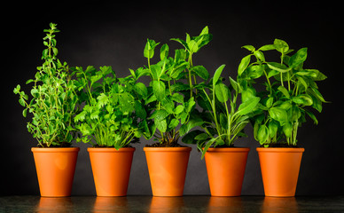 Herb in Pottery Pots on Dark Background