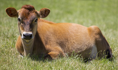 Jersey cow relaxing front profile