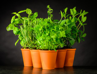 Culinary Herbs in Pottery Pots on Dark Background