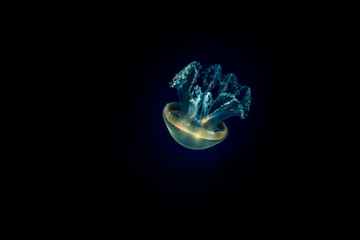 Jellyfish  - obrazy, fototapety, plakaty