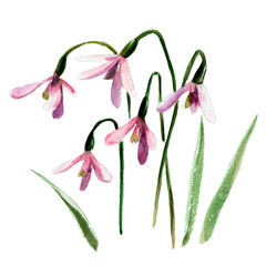 Pink snowdrop flower isolated on white background, vintage watercolor illustration in hand-drawn style.