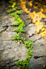 Fresh green baby leaves salad growing in the field