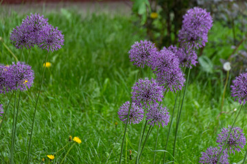 Obraz premium Blue flowers in the field. Nature background