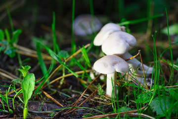 Mushroom growing in the grass