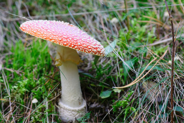 Mushroom growing in the grass