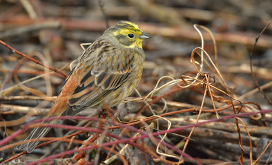 Yellowhammer