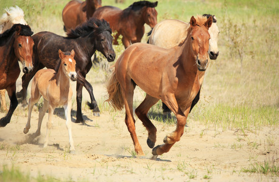 Gallop Images – Browse 121,364 Stock Photos, Vectors, and Video | Adobe ...