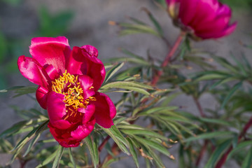 blurred background with pink peony closeup