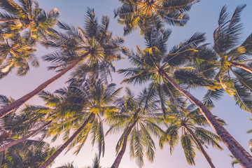 Fototapeta na wymiar Beautiful palm trees on the beautiful landscape background. Vintage Palm Trees Vintage clear summer skies. Tropical beach palm trees relaxation zen inspirational nature background concept