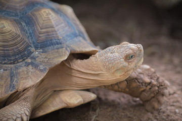 Fototapeta premium African Spurred Tortoise (Geochelone sulcata)
