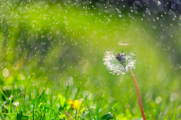 Closeup of dandelion on natural background