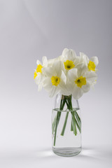 White narcissus in a glass vase. Spring Flower in minimalistic