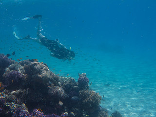 Fototapeta na wymiar Free Diver in the Reef