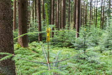 Junge kleine Tannenbäume mit Schutzmanschette gegen Wildverbiss
