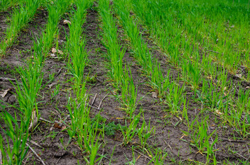 Rows of young wheat on spring