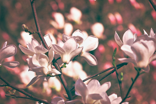 Tinted pink image flowering spring garden with white magnolia closeup