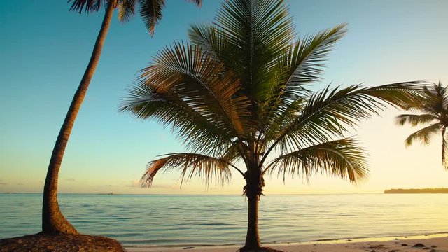 Sunrise and palm tree on the tropical island beach. Punta Cana.
