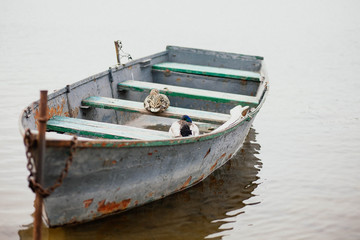 Ducks on a boat