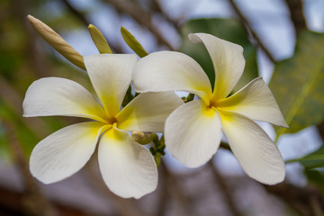 Naklejka premium Amazing white tropical flowers