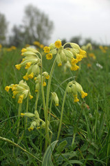 Cowslip flowers in meadow