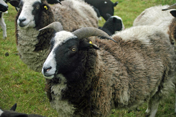 Rare breed sheep