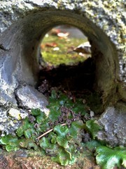 Green Fungus in Drain