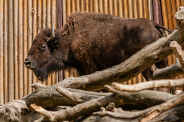 Young beautiful bison