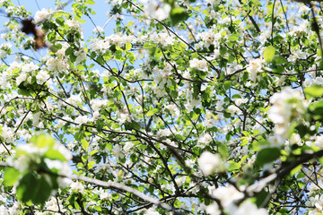 Apple Blossom Tree Background