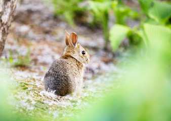 Little Bunny Rabbit in the Garden