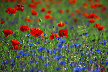 Fototapeta na wymiar Field with red poppies and blue cornflowers
